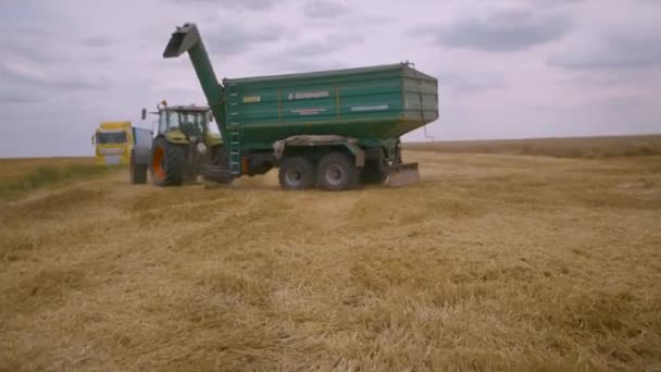 Harvesting in the Wheat Field. Combine Harvesters Cut Grain Crops — 비디오