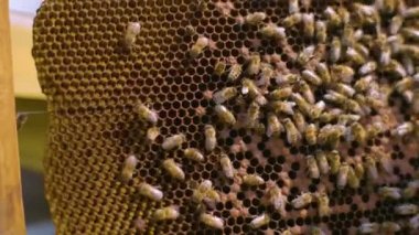 Kovan tepsisinin yanındaki arı kolonisinin makro görüntüsü. Endüstriyel arıcılık.