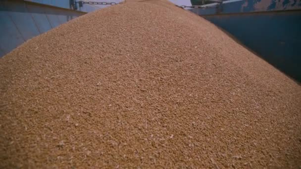 Harvesting in the Wheat Field. Golden Grain is Poured into the Body of the Truck – Stock-video