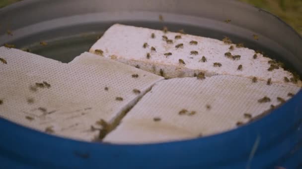 Many Bee Hives in a Sunflower Field. Industrial Beekeeping — Vídeo de Stock