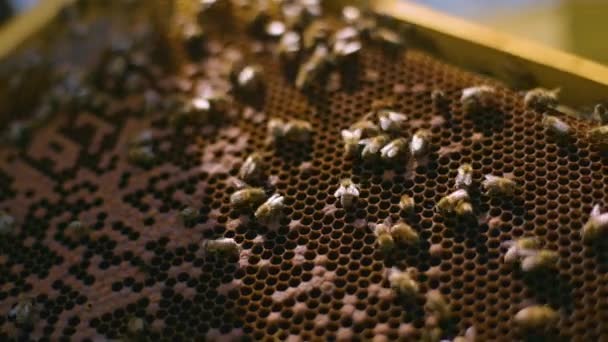 Макро-снимок пчелиной колонии рядом с подносом. Промышленное пчеловодство. — стоковое видео