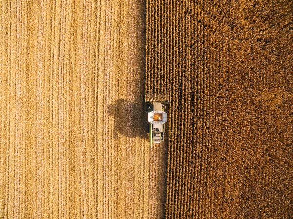 Høstning Corn i Green Big Field. Luftvisning over automatiserede kombinationer Royaltyfrie stock-fotos