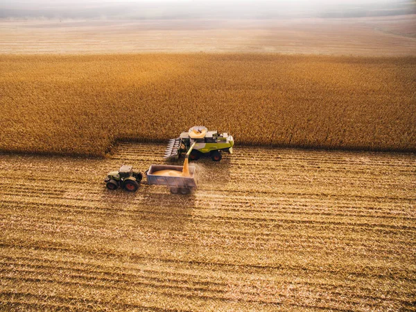 Høstning Corn i Green Big Field. Luftvisning over automatiserede kombinationer Royaltyfrie stock-billeder
