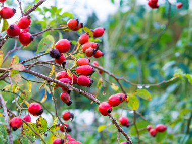 Kırmızı böğürtlenli çalılar. Yaklaş.