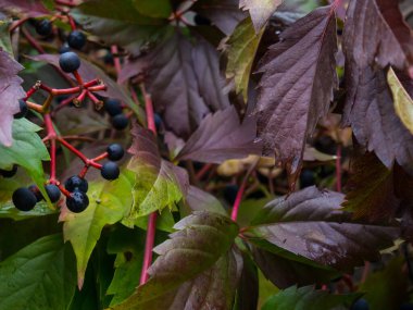 Arka plan için vahşi sarmaşık üzüm bahçesinin kasvetli sonbahar yaprakları