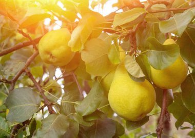 Olgun sarı armutlar, yeşil yapraklı bir dala asılır. Bir yaz gününde yakın plan ve bulanık arkaplan. Bahçıvanlık ve tarım kavramı