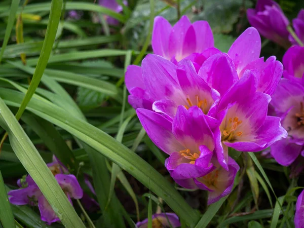Красивые Фиолетовые Осенние Цветы Зарослях Травы — стоковое фото