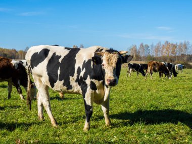 Sonbahar yeşil tarlasında sığır sürüsü otlar.