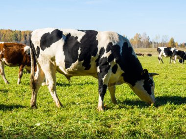 Sonbahar yeşil tarlasında sığır sürüsü otlar.
