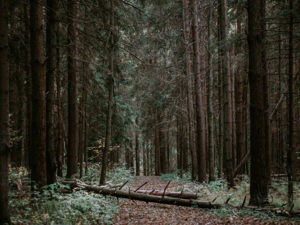 Log Trail Criferous Forest — стоковое фото