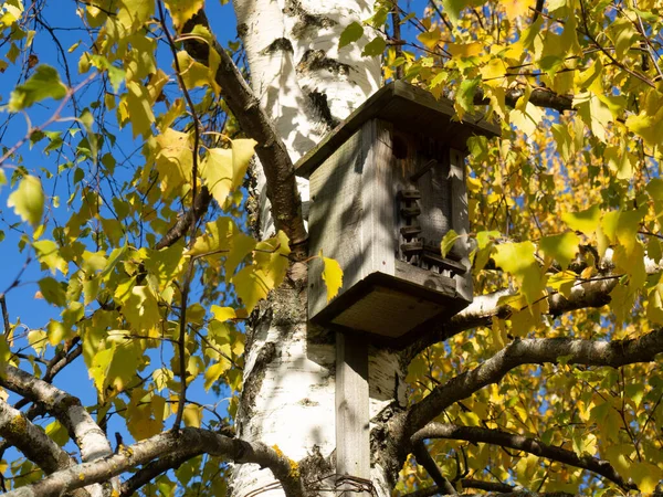 Vogelhuisje Een Berk Met Gele Herfstbladeren — Stockfoto