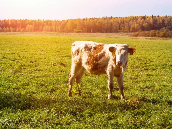Herd Cows Graze Autumn Green Field — Stock Photo, Image
