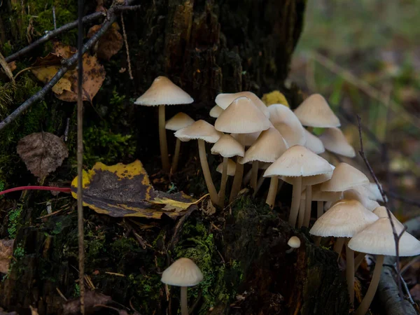 group of forest mushrooms toadstools growing on a tree stump