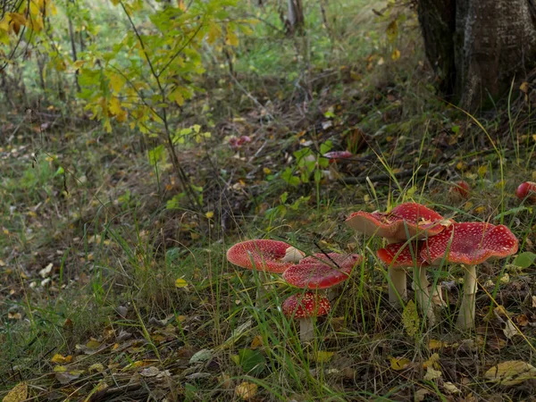 アマニタ ムスカリア秋の神秘的な森を背景に 緑豊かな美しい赤い幻覚性の毒キノコを飛ばす — ストック写真