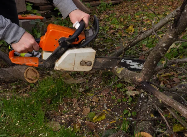 Bir Adam Elektrikli Testereyle Ağaç Içiyordu Bahçedeki Bitkileri Eski Ağaçlardan — Stok fotoğraf