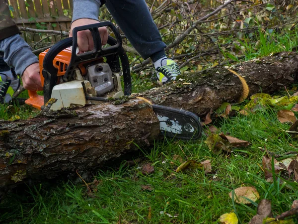 Man Drinking Tree Chainsaw Removes Plantings Garden Old Trees Harvests — Stock Photo, Image
