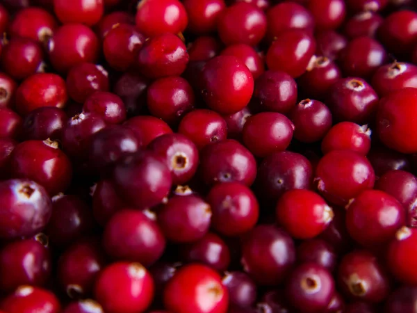 Fundo Cranberries Frescos Maduros Fechar — Fotografia de Stock