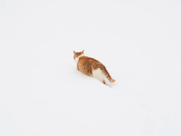 Рыжая Кошка Ходит Снегу Кот Пробирается Сквозь Снежные Заносы — стоковое фото