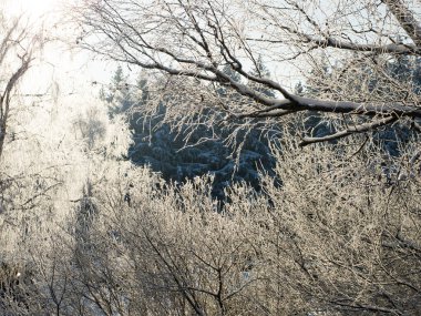 Soğuk bir günde kış ormanı, karla kaplı ağaçlar.