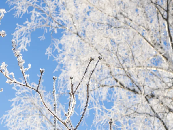 Χειμερινό Δάσος Μια Παγωμένη Μέρα Δέντρα Καλυμμένα Χιόνι — Φωτογραφία Αρχείου