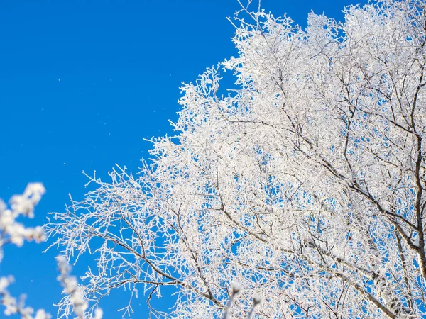 Χειμερινό Δάσος Μια Παγωμένη Μέρα Δέντρα Καλυμμένα Χιόνι — Φωτογραφία Αρχείου