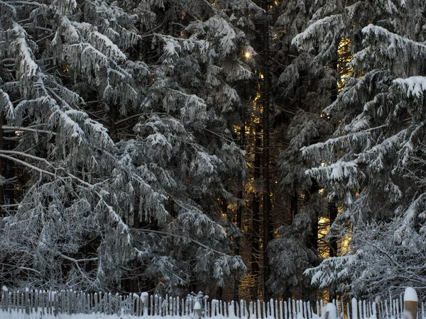 Téli Erdő Egy Fagyos Napon Gyönyörű Téli Háttér Szöveg Képeslapok — Stock Fotó