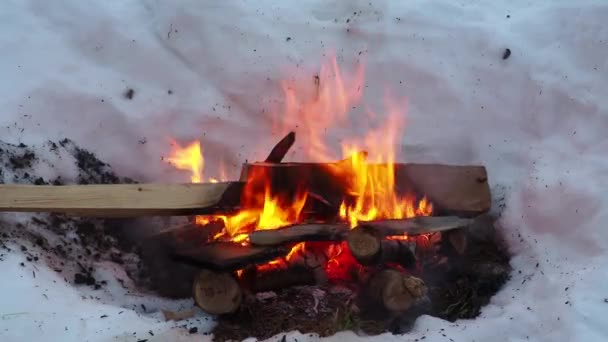 火事だ 火は森の中で燃える 石炭の燃焼のテクスチャ 森の中で調理するためのキャンプファイヤー 乾燥した枝を燃やして — ストック動画