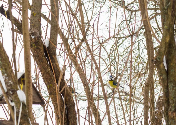 Tit Sits Branch Next Feeder — Stock Fotó