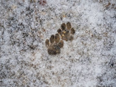 Karda kedi pençesi izleri, kedi ayak izleri.