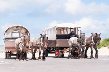 Belçika Ostend - 31 Ağustos 2014. Bir adam ağır Belçika atlarının çektiği bir araba kullanıyor. Geçen yüzyılın geleneksel vintage vagonları..