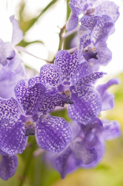 Wanda roxo da orquídea, retrato da planta, fundo floral — Fotografia de Stock