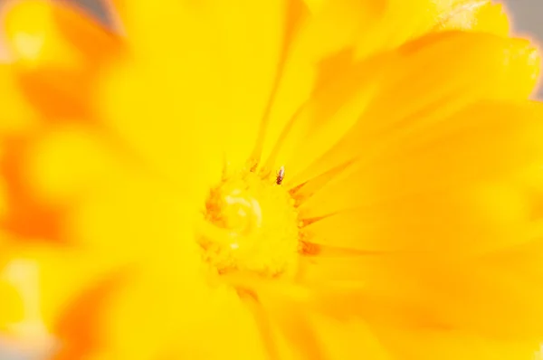 Jasnożółty pomarańczowy kadendula kwiat roślin leczniczych w ogrodzie — Zdjęcie stockowe