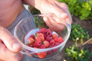 Erkek elleri, ilk kırmızı böğürtlen hasadı olan çeşitli olgun meyveleri tutar.