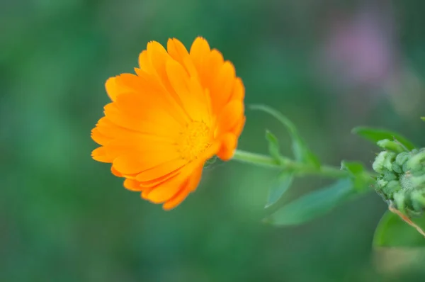Jasnożółty pomarańczowy kadendula kwiat roślin leczniczych w ogrodzie — Zdjęcie stockowe