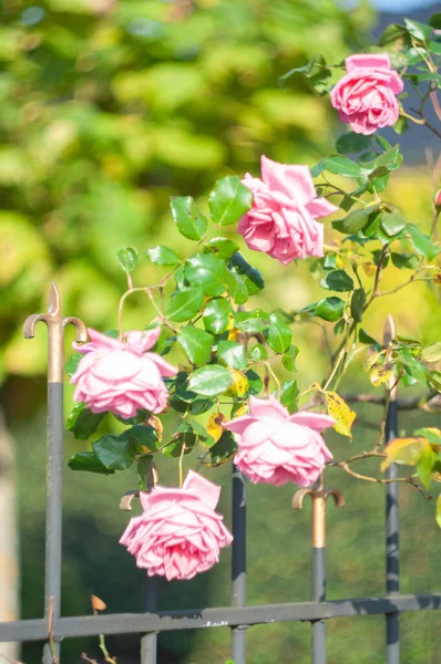 Üppig blühender rosafarbener Rosenstrauch am Zaun gegen das Haus, — Stockfoto