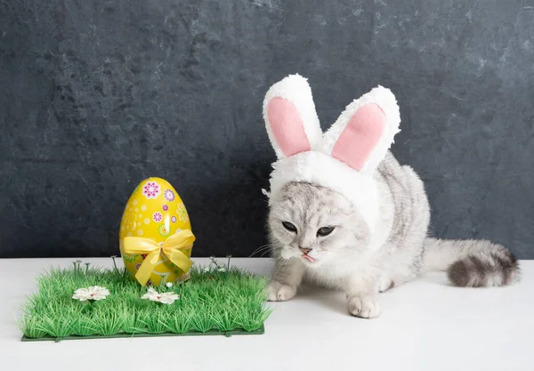 Cat with rabbit ears, easter bunny and yellow egg on green grass — Stock Photo, Image