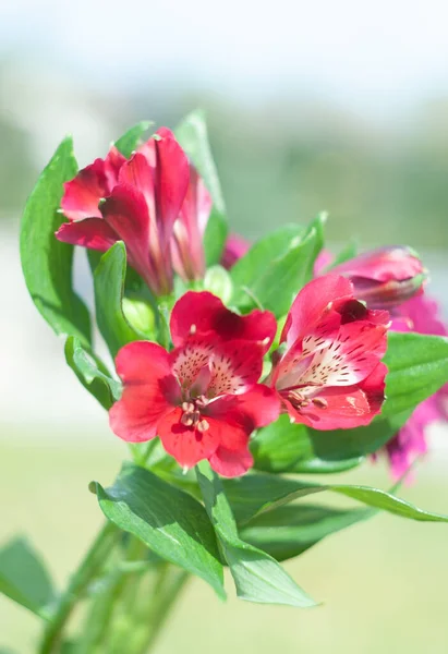 Buquê de vermelho alstroemeria, close-up, fundo floral, dia das mães, primavera — Fotografia de Stock