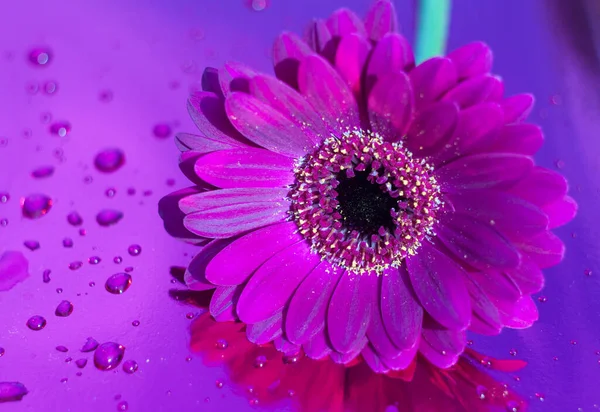 Um gerbera roxo no fundo roxo néon, ângulo próximo, humor de primavera, flor — Fotografia de Stock