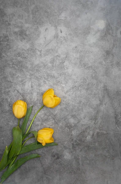 Tulipes jaunes sur fond ciment gris minimalisme vue de dessus, décor de Pâques, printemps — Photo