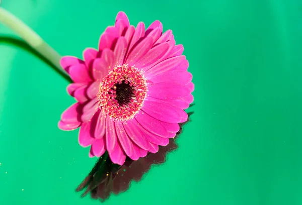 Um gerbera roxo no fundo verde néon, ângulo próximo, humor de primavera, flor — Fotografia de Stock
