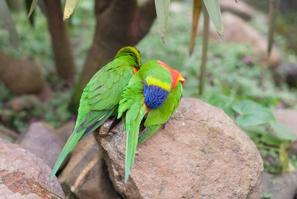 Luminoso multicolore arcobaleno lorikeet pappagallo, fare l'amore, produrre pulcini, primo piano — Foto Stock