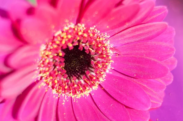 Buquê de gerberas roxas, ângulo próximo, humor da primavera, fundo da flor, presente — Fotografia de Stock