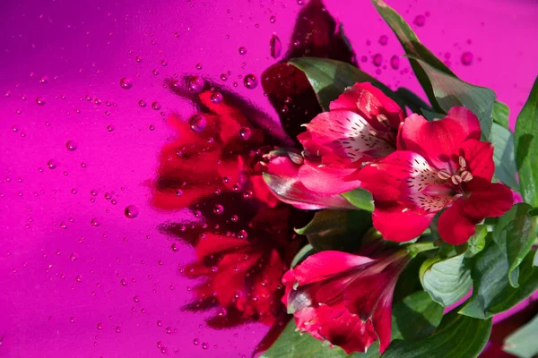 Buquê de vermelho alstroemeria, close-up, fundo floral, dia das mães, primavera — Fotografia de Stock