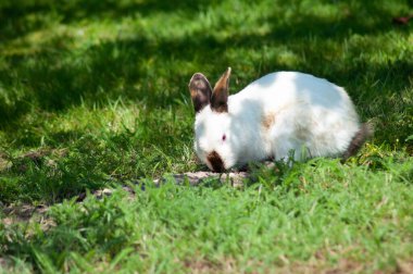 Kahverengi burunlu beyaz tavşan çimlerde ot yer, tüylü hayvan, paskalya tavşanı