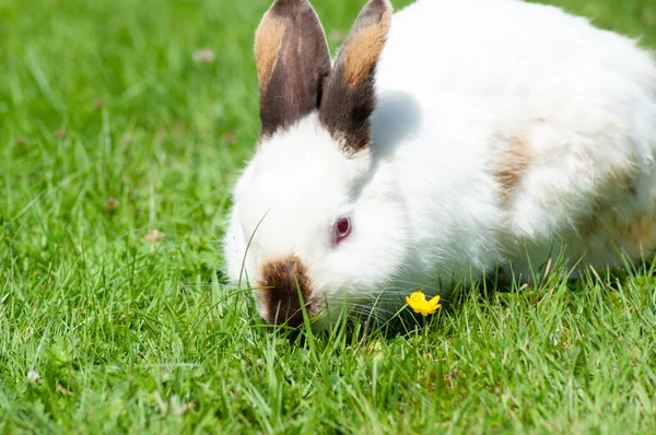 Blanco lindo conejo con nariz marrón come hierba en el césped, mascota esponjosa, conejo de Pascua — Foto de Stock