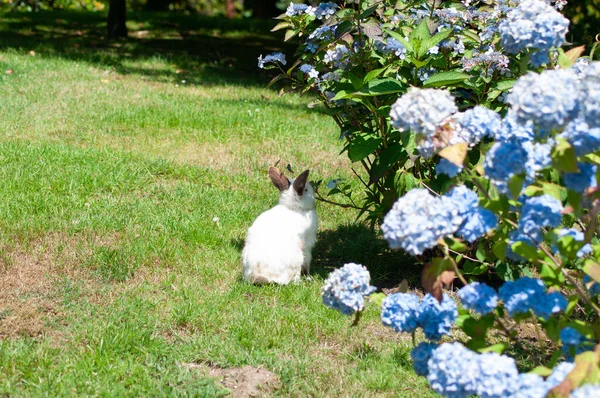 Un pequeño conejo bajo un gran arbusto de hortensia azul en los brillantes rayos del sol — Foto de Stock