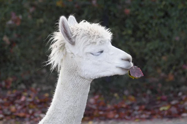 Een witte lama met een slordig kapsel heeft haar ogen gesloten met witte wimpers — Stockfoto