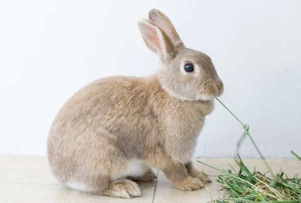 Retrato de un conejo beige esponjoso comiendo hierba, mascota, lindo animal, conejo de Pascua — Foto de Stock