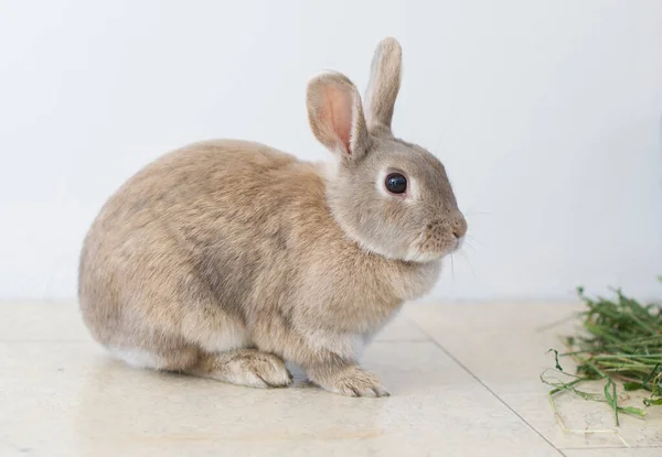 Retrato de un conejo beige esponjoso comiendo hierba, mascota, lindo animal, conejo de Pascua — Foto de Stock