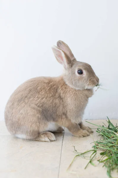 一只毛茸茸的米色兔子吃草，宠物，可爱的动物，复活节兔子的肖像 — 图库照片
